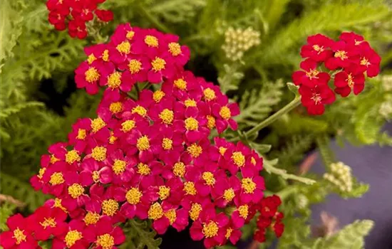 Achillea millefolium 'New Vintage Red' Achillea millefolium 'New Vintage Red'