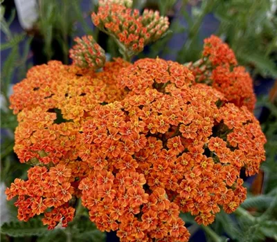 Achillea millefolium 'Terracotta' Achillea millefolium 'Terracotta'