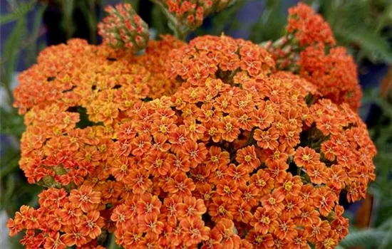 Achillea millefolium 'Terracotta' Achillea millefolium 'Terracotta'