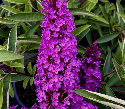 Buddleja x hybrida 'Free Petite Tutti Frutti' Buddleja x hybrida 'Free Petite Tutti Frutti'