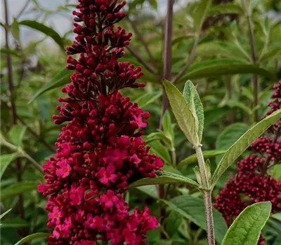 Buddleja davidii 'Prince Charming' Buddleja davidii 'Prince Charming'