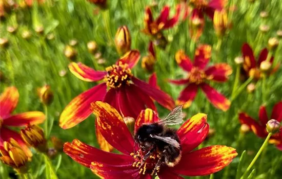 Coreopsis verticillata 'Ladybird' Coreopsis verticillata 'Ladybird'