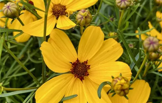Coreopsis verticillata 'Imperial Sun' Coreopsis verticillata 'Imperial Sun'
