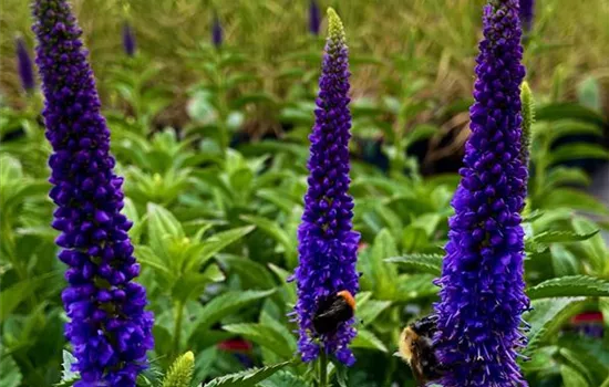 Veronica longifolia 'First Glory'  Veronica longifolia 'First Glory'