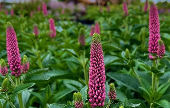 Veronica longifolia 'First Love'  Veronica longifolia 'First Love'