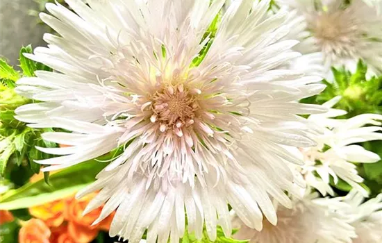 Stokesia laevis 'Divinity'