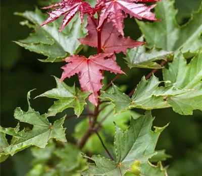 Acer platanoides 'Crimson Sentry' Acer platanoides 'Crimson Sentry'