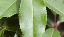 Portugiesischer Kirschlorbeer 'Angustifolia'