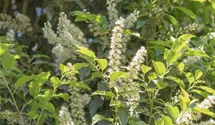Portugiesischer Kirschlorbeer 'Angustifolia'