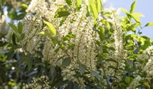 Portugiesischer Kirschlorbeer 'Angustifolia'