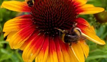 Garten-Scheinsonnenhut 'Parrot'