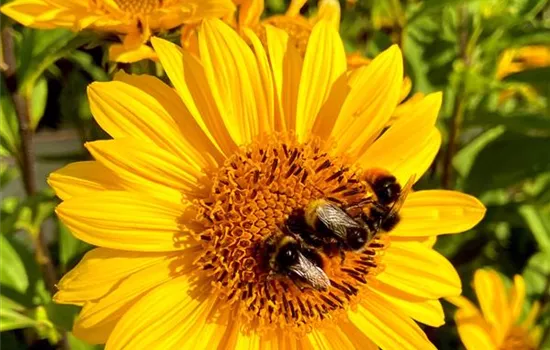 Helianthus x hybridus 'Suncatcher Pure Gold'