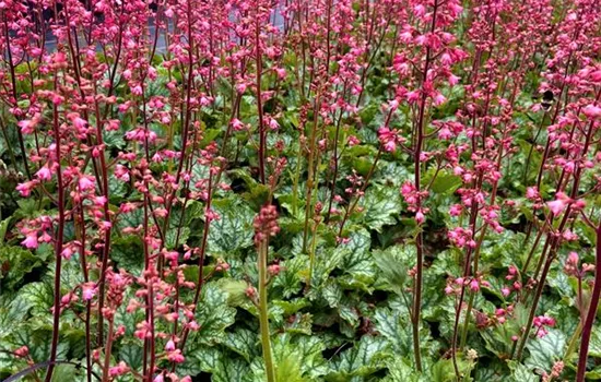 Heuchera x hybrida 'Paris'