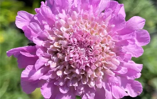 Scabiosa columbaria 'Pink Mist'  Scabiosa columbaria 'Pink Mist'