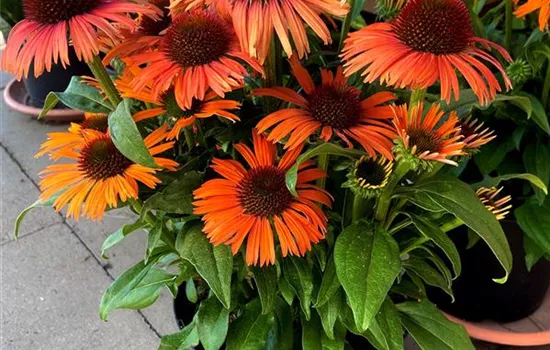 Echinacea purpurea 'Orange Skipper' Echinacea purpurea 'Orange Skipper'