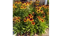 Garten-Scheinsonnenhut 'Parrot'