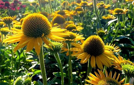 Echinacea purpurea 'Kismet Yellow' Echinacea purpurea 'Kismet Yellow'