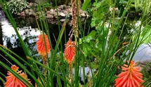 Garten-Fackellilie 'Papaya Popsicle'