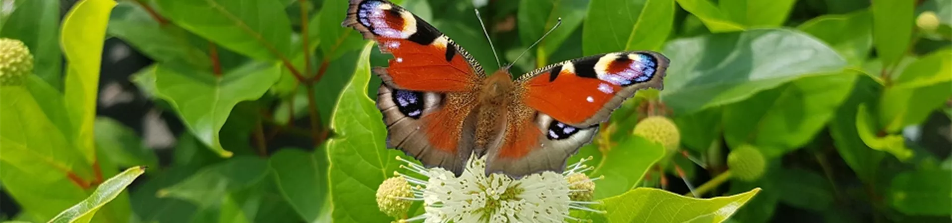 Knopfbusch_2 Knopfbusch_2