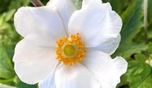 Garten-Herbst-Anemone 'Honorine Jobert'