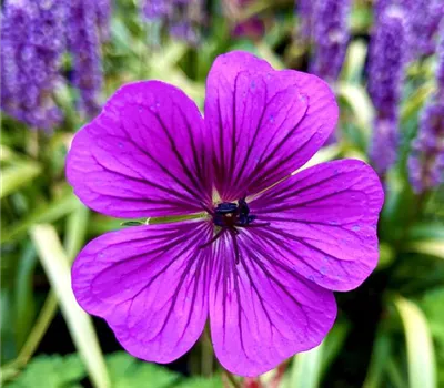 Geranium wallichianum 'Pink Penny' ®