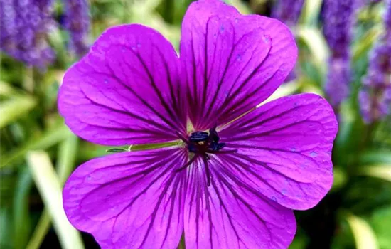 Geranium wallichianum 'Pink Penny' ® Geranium wallichianum 'Pink Penny' ®