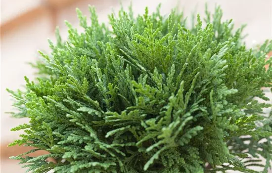 Thuja occidentalis 'Danica' Thuja occidentalis 'Danica'