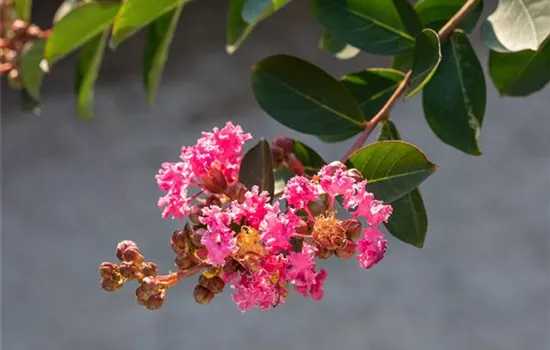 Lagerstroemia indica 'Rhapsody in Pink' Stämmchen Lagerstroemia indica 'Rhapsody in Pink' Stämmchen