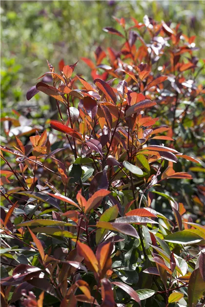Photinia fraseri 'Red Robin' Stmmchen