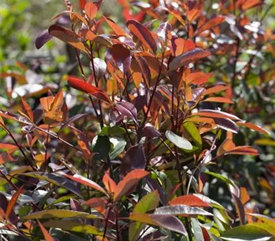 Photinia fraseri 'Red Robin' Photinia fraseri 'Red Robin'