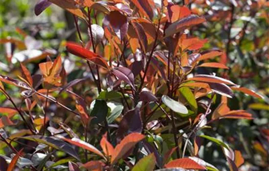 Photinia fraseri 'Red Robin' Photinia fraseri 'Red Robin'