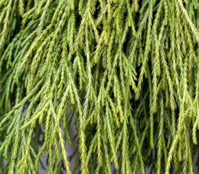 Chamaecyparis pisifera 'Sungold' ®