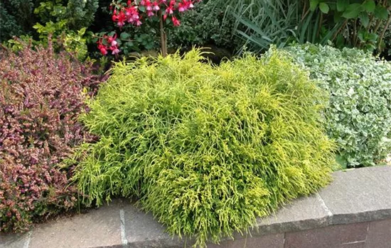 Thuja plicata 'Whipcord' Thuja plicata 'Whipcord'