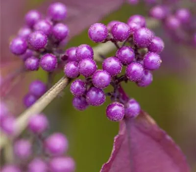 Callicarpa bodinieri 'Profusion' Stämmchen Callicarpa bodinieri 'Profusion' Stämmchen
