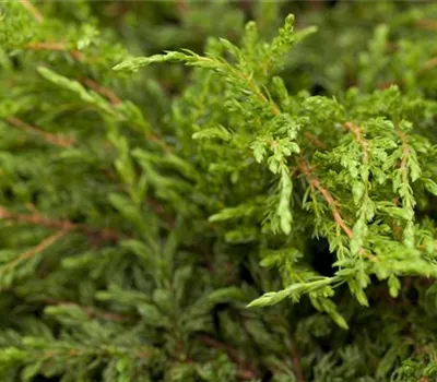 Juniperus communis 'Repanda' 