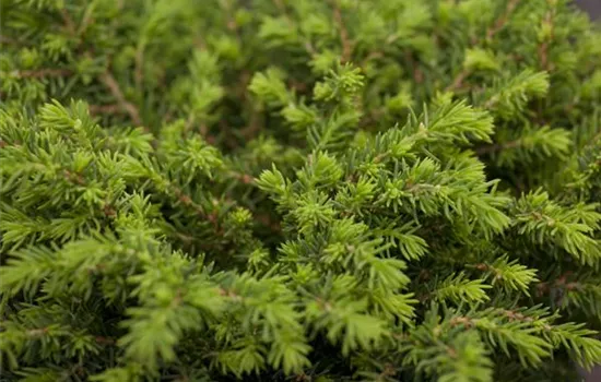 Picea abies 'Echiniformis' Picea abies 'Echiniformis'