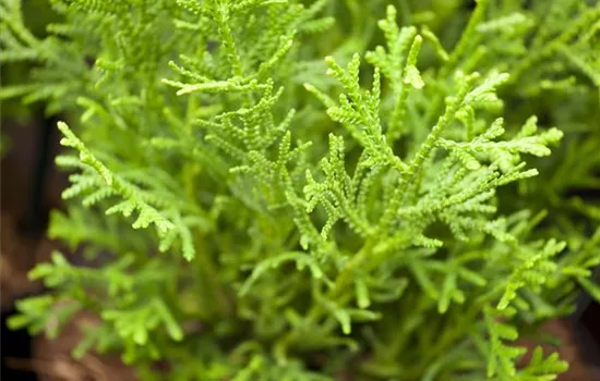 Thujopsis dolabrata 'Nana' Thujopsis dolabrata 'Nana'