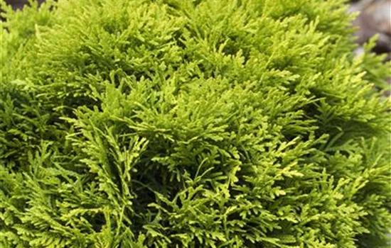 Thuja occidentalis 'Mirjam'® Thuja occidentalis 'Mirjam'®