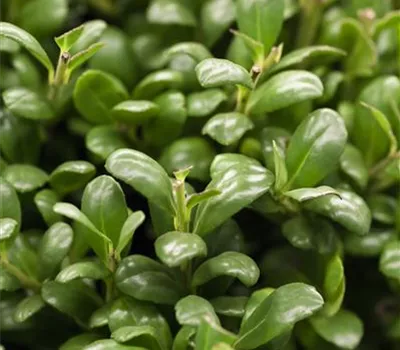 Ilex crenata 'Convexa'  Ilex crenata 'Convexa'