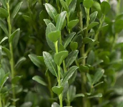 Ilex crenata 'Caroline Upright' Ilex crenata 'Caroline Upright'