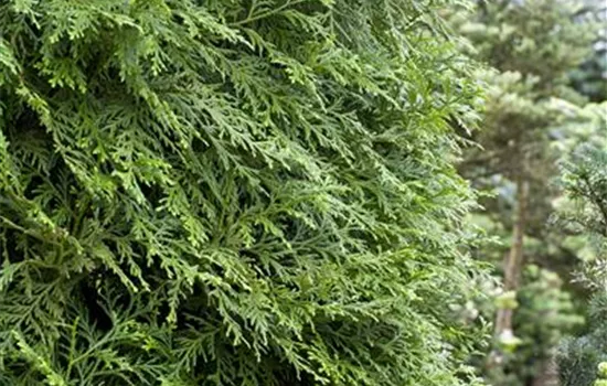 Thujopsis dolabrata Thujopsis dolabrata