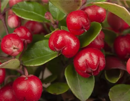 Die Scheinbeere – wenn eine Pflanze zur Dekoration wird