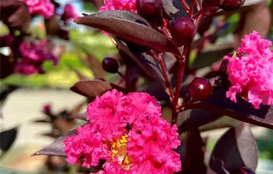 Lagerstroemia 'Double Dynamite' Stämmchen Lagerstroemia 'Double Dynamite' Stämmchen