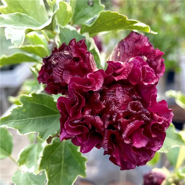Hibiscus 'Purpureus Variegatus'