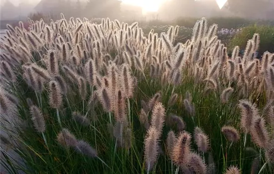 Pennisetum alopecuroides 'Hameln' Pennisetum alopecuroides 'Hameln'
