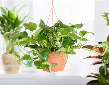 Efeutute - der lufterfrischende Glücksbringer