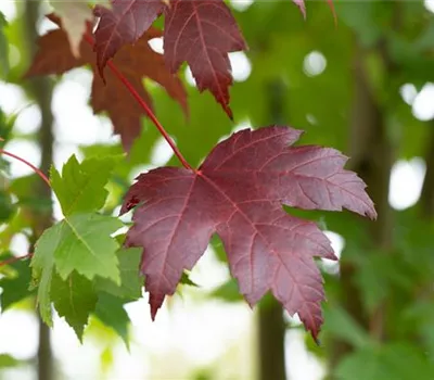 Acer platanoides 'Royal Red' Acer platanoides 'Royal Red'