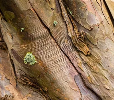 Acer pseudoplatanus Acer pseudoplatanus