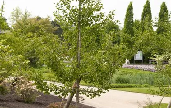 Ginkgo biloba Ginkgo biloba