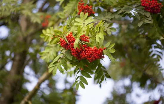 Sorbus aucuparia 'Edulis' Sorbus aucuparia 'Edulis'